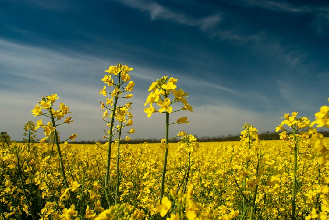 canola-rapeseed Flowering canola (rapeseed) field