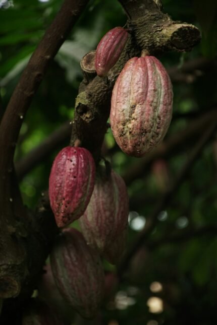 Ripe cocoa pods, source of fermented cocoa beans