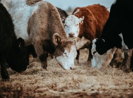 Dairy cattle fed copra meal and other feed ingredients