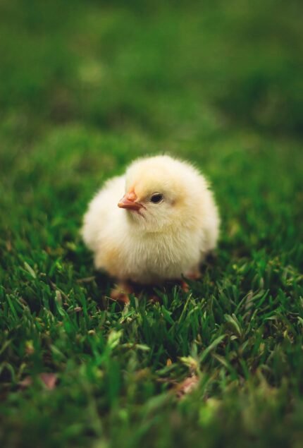 Day-old chick for broiler and layer farms