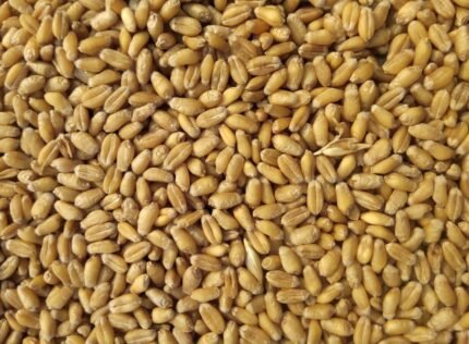 Barley grains for animal feed and malting