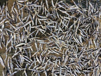 Dried small fish used to make fish meal for animal feed