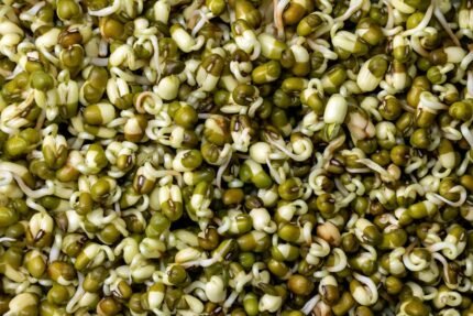 Green mung beans for sprouting and food processing