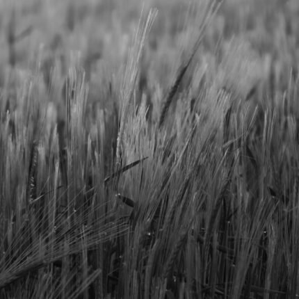 Milling wheat crop ready for harvest