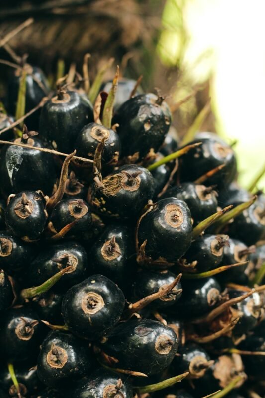 Oil palm fresh fruit bunch, source of Malaysian palm oil