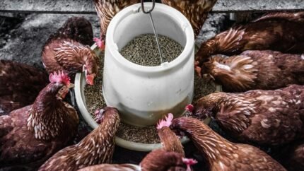 Hens eating compound poultry feed