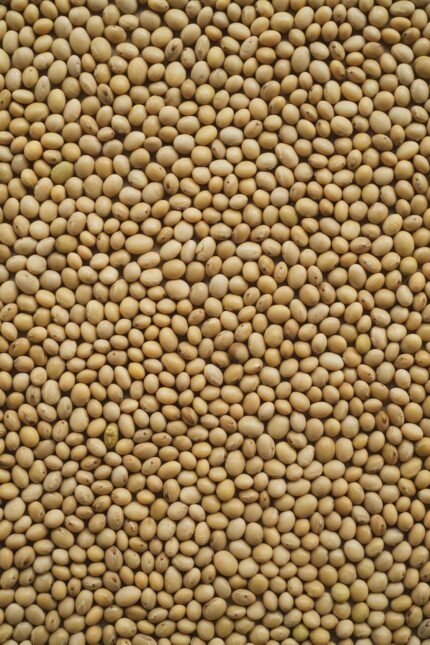 Dried soybeans for crushing, feed and food use