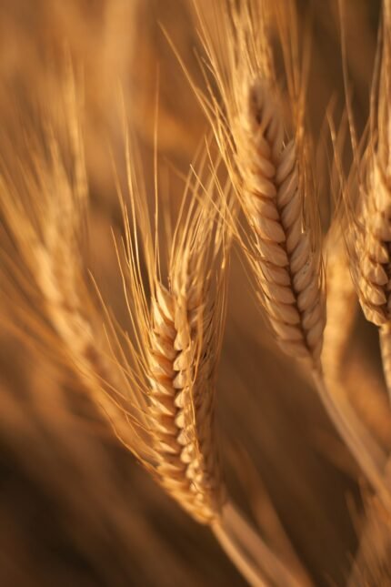 Ripe wheat, the source of wheat bran for animal feed